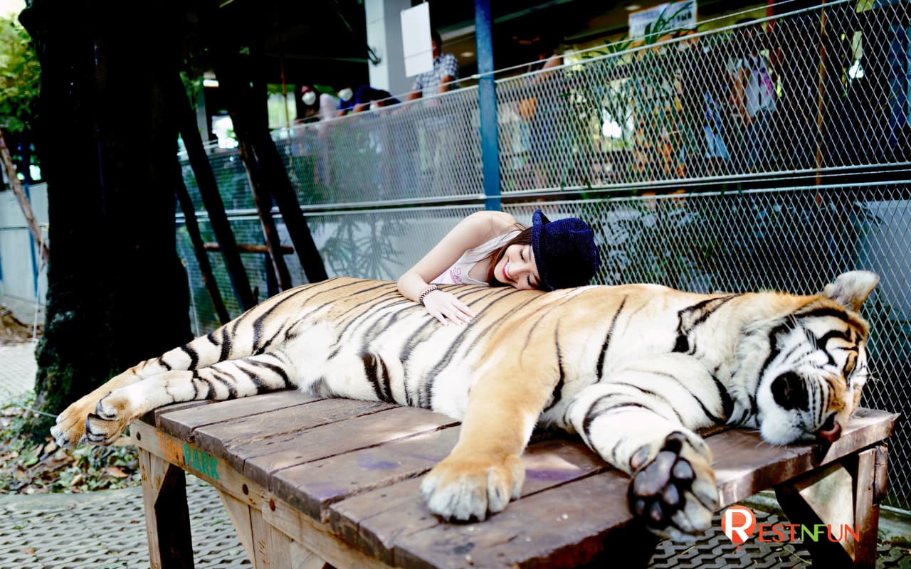 Admission fee to Tiger Park Pattaya